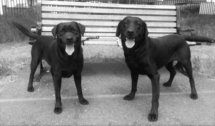 black labs