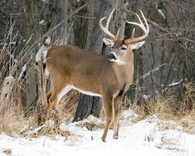 deer