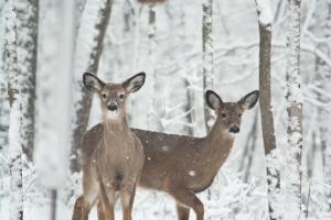 snowy-deer